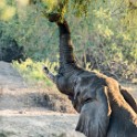 Kruger 088 copia